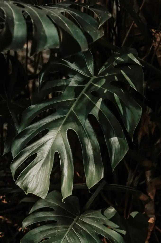 NaturePrints