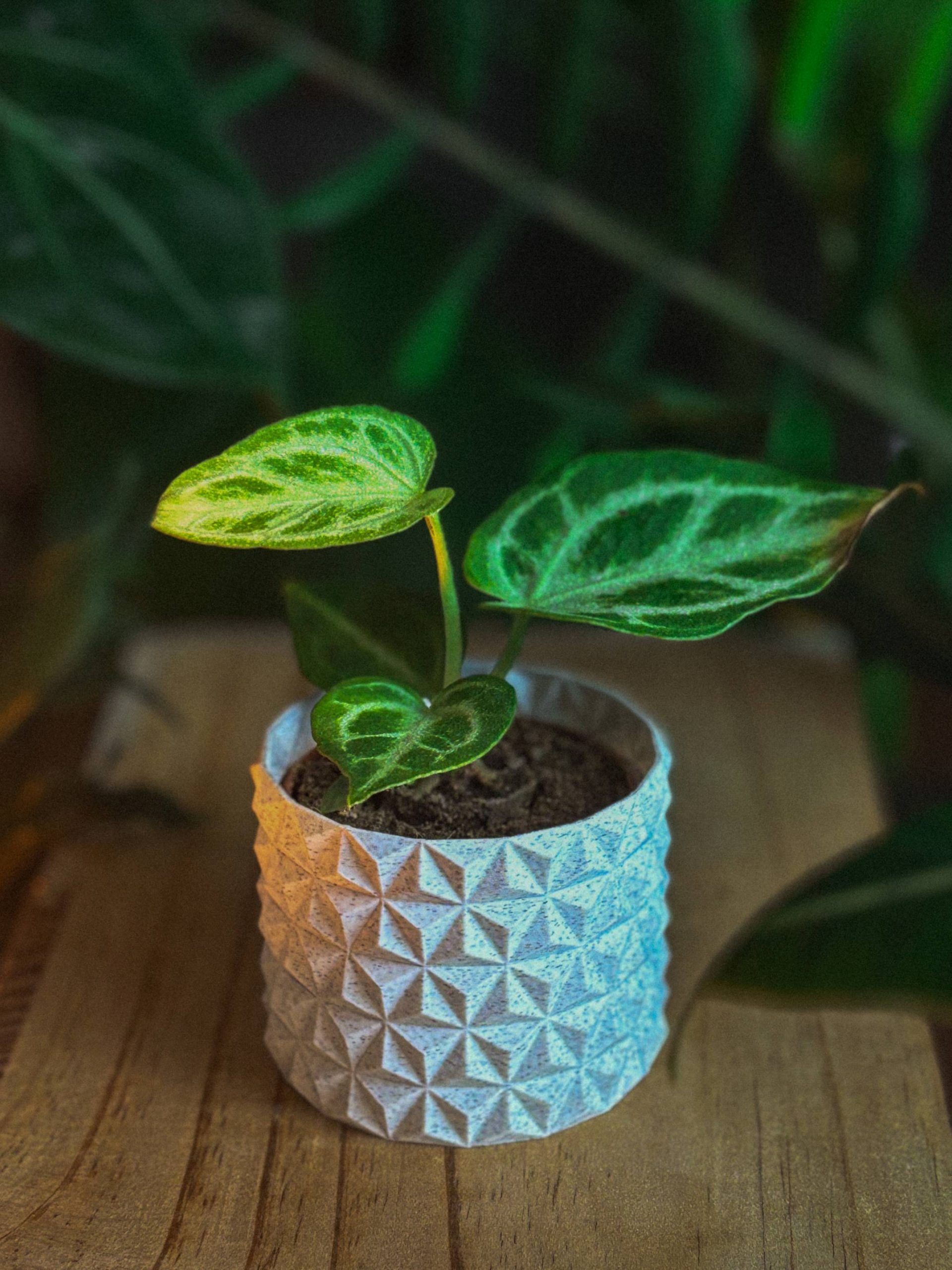 natureprints